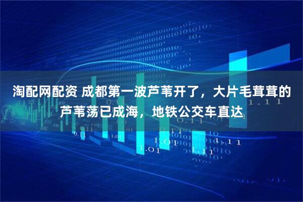 淘配网配资 成都第一波芦苇开了，大片毛茸茸的芦苇荡已成海，地铁公交车直达